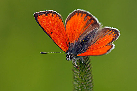 铜,蝴蝶,上陶恩山国家公园,奥地利