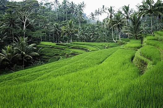阶梯状,稻田,巴厘岛