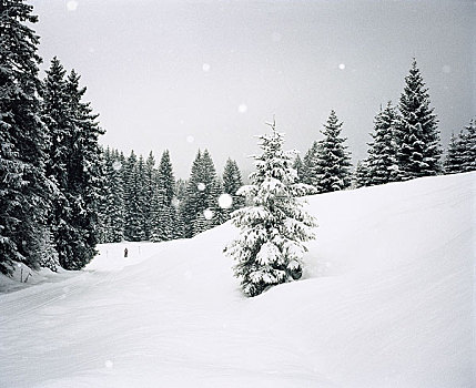 雪,落下,树林,林中空地