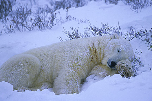 加拿大,曼尼托巴,苔原,北极熊,睡觉