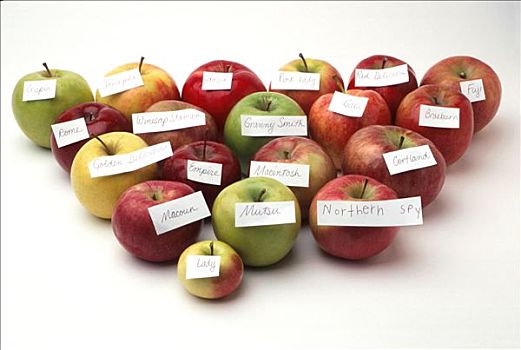 种类,苹果,标签