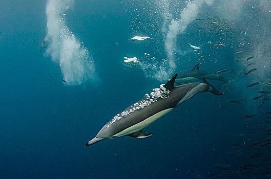 常见海豚,长吻真海豚,南非鲣鸟,沙丁鱼,东开普省,南非