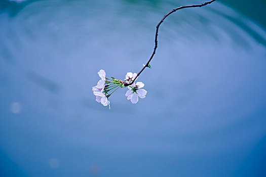 浮在水面的樱花