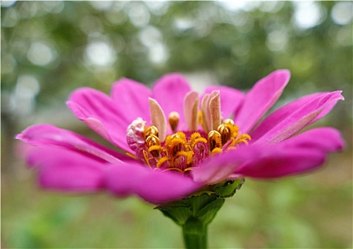 花朵特别