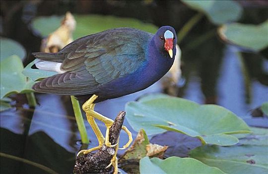 雄性,美洲,紫色,鸟,大沼泽地国家公园,佛罗里达,美国,北美,动物