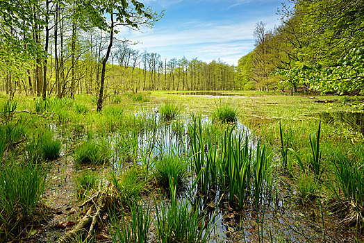 湿地,荒野,湖,春天,雅斯蒙德国家公园,岛屿,梅克伦堡前波莫瑞州,德国,欧洲