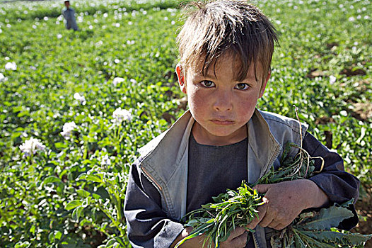 孩子,种族,工作,蔬菜,地点,乡村,近郊,城市,中心,省,阿富汗,七月,2007年