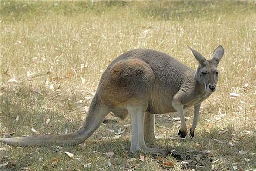 袋鼠,澳洲南部,澳大利亚