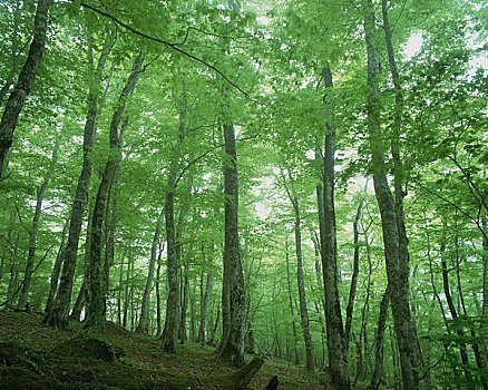 绿色,山毛榉,树林