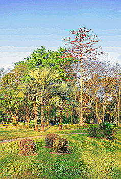 海南儋州新市委广场,绿化带,中湖公园,木棉树