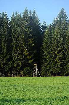 狩猎盲,在森林,边缘,场,上普法尔茨,巴伐利亚,德国