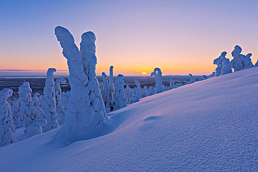 黃昏,冰冻,树,国家公园,拉普兰,芬兰