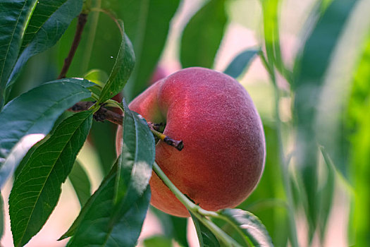 果园里成熟的桃子