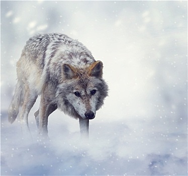 狼,冬天,时间