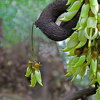 花卉,禾雀花