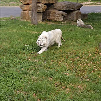 草地上的两只白虎