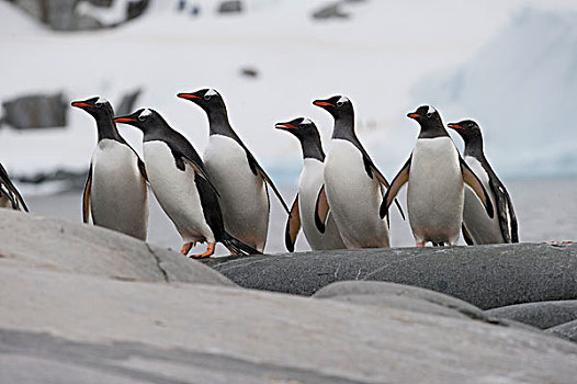 巴布亚企鹅,群,岩石上,南极