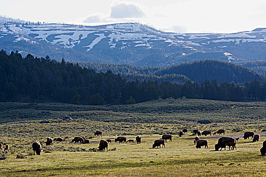野牛,牧群,黄石国家公园