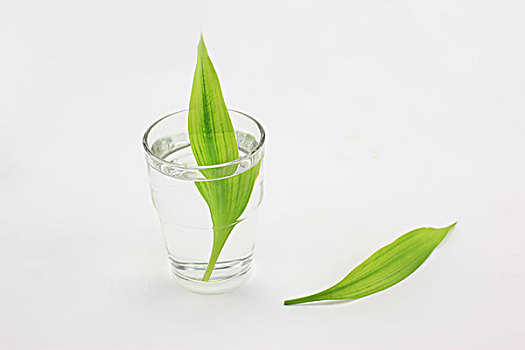杯子,纯净水,绿叶