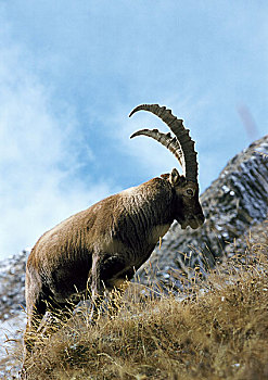 阿尔卑斯野山羊,山坡,意大利,欧洲