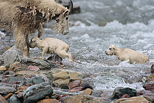 石山羊,雪羊,溪流,冰川国家公园,蒙大拿,次序