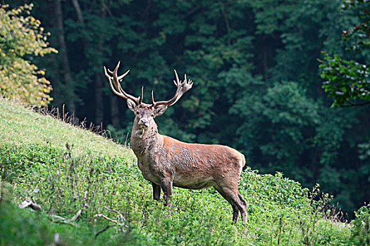 赤鹿,鹿属,鹿,交配,季节,巴伐利亚,德国,欧洲