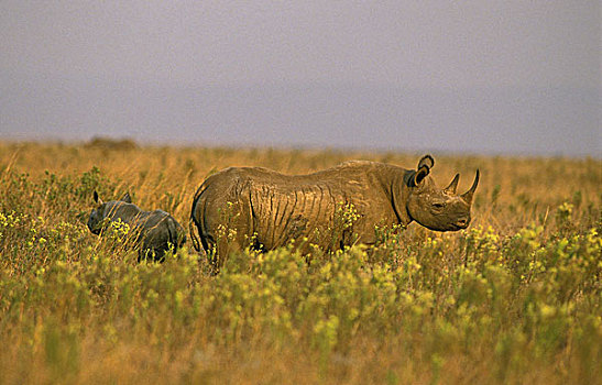 尖锐,嘴,犀牛,黑犀牛,动物,幼兽,马赛马拉,公园,肯尼亚,非洲