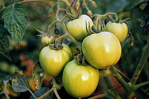 西红柿,种植,冬天,孟加拉,一月,2008年
