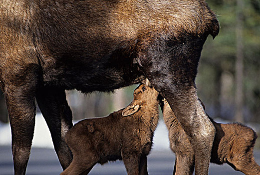 美国,阿拉斯加,驼鹿,母牛,幼兽,德纳里峰国家公园