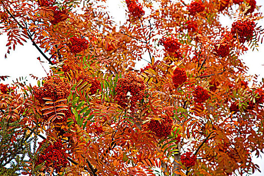 成串灌滿紅色果實的樹