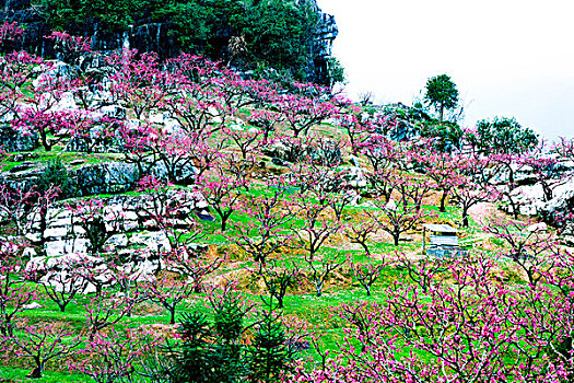 连平,桃花,桃林,岩石