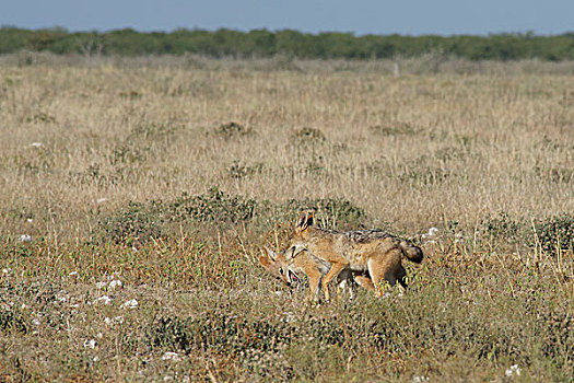 纳米比亚,埃托沙国家公园,黑背狐狼,黑背豺
