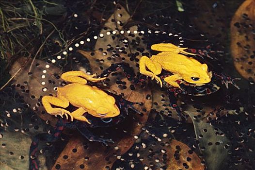 蟾蜍,卵,一对,蛋,水中,灭绝,蒙特维多云雾森林自然保护区,哥斯达黎加
