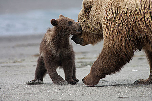 大灰熊,棕熊,女性,依偎,幼兽,卡特麦国家公园,阿拉斯加