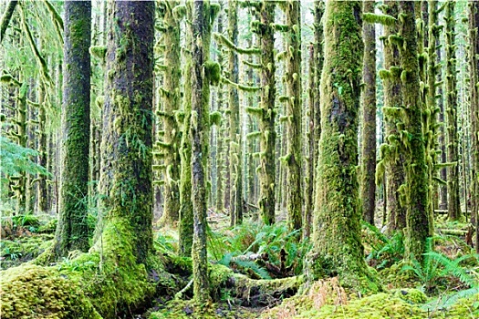 雪松,树,树林,绿色,苔藓,遮盖,生长,霍河雨林