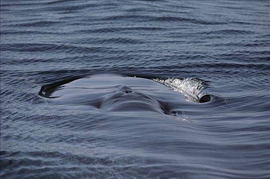 蓝鲸,呼吸孔,科特兹海,北下加利福尼亚州,墨西哥