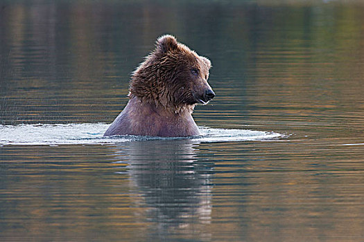 大灰熊,棕熊,河,卡特麦国家公园,阿拉斯加