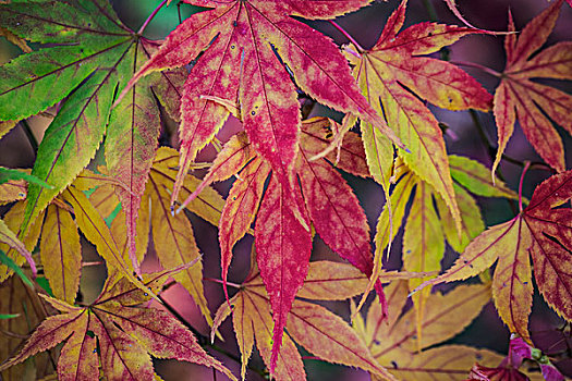 秋色,叶子,枫树,树,鸡爪枫,精美,形状,鲜艳,紫色,红色,黄色,绿色