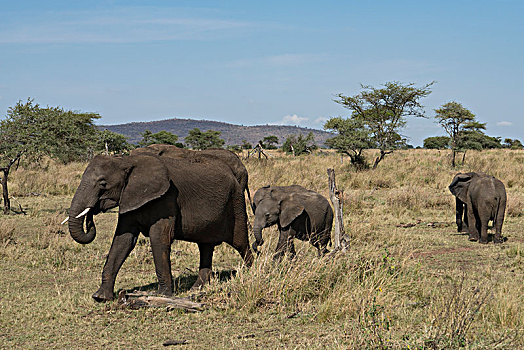 非洲大象062