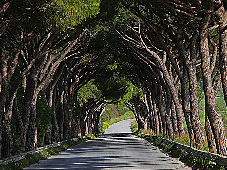 道路,排列,树,阿格里琴托,西西里,意大利