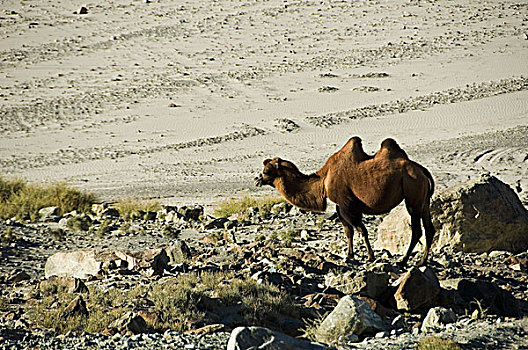 双峰骆驼,双峰驼,土地,山谷,查谟-克什米尔邦,印度