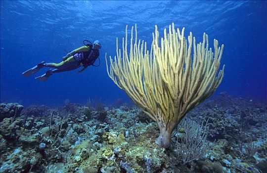 潜水,后面,大,软珊瑚,加勒比海