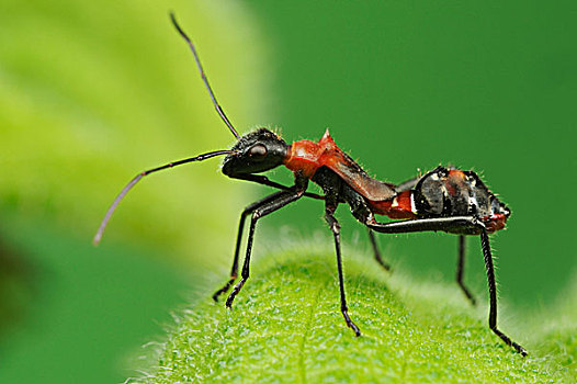 昆虫,叶子,蚂蚁,拟态,丘陵地区,中心,德克萨斯,美国,北美