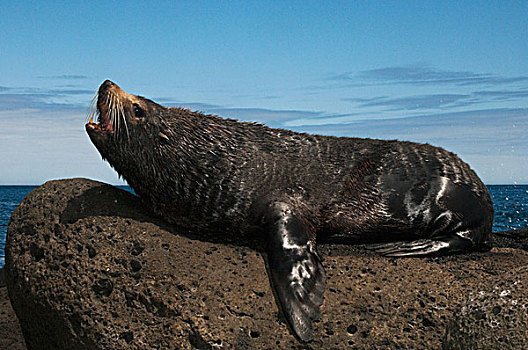 加拉帕戈斯,海狗,毛海狮,费尔南迪纳岛,加拉帕戈斯群岛,厄瓜多尔