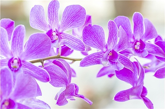 紫色,兰花,微距