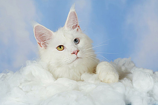 缅因,机灵,猫,白色,躺着,棉絮,正面,天空,背景