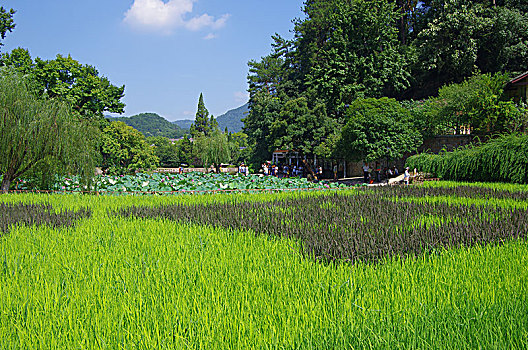 稻田和禾苗