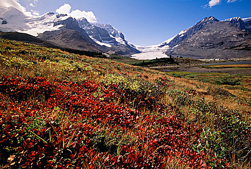 哥伦比亚,冰原,区域,碧玉国家公园,艾伯塔省,加拿大
