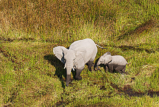 非洲象,母牛,幼兽,淡水,湿地,航拍,奥卡万戈三角洲,博茨瓦纳,非洲