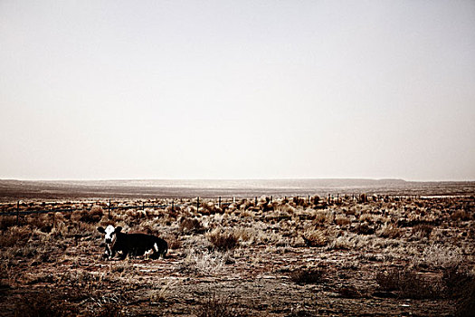 母牛,卧,干燥,地面,亚利桑那,美国